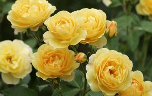 Обрезка увядших цветов хорошо влияет на следующую волну цветения