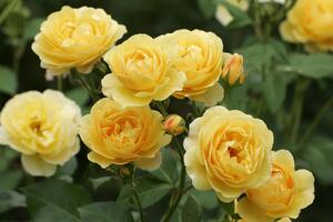 Обрезка увядших цветов хорошо влияет на следующую волну цветения