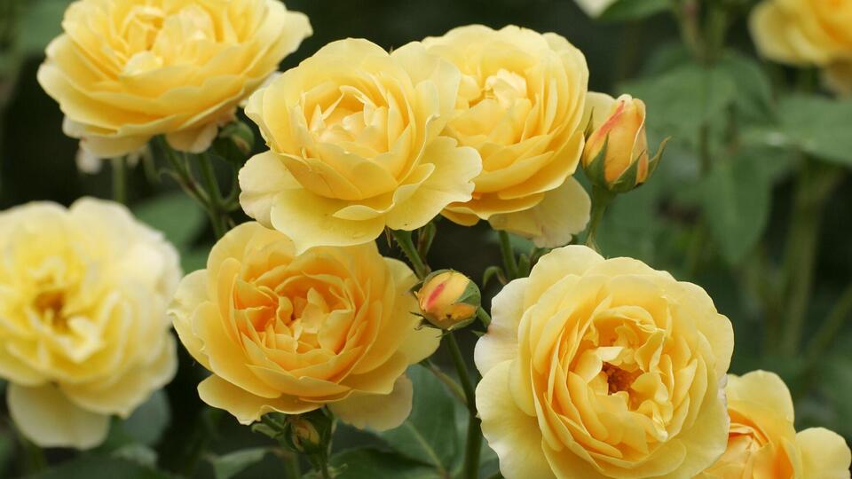 Обрезка увядших цветов хорошо влияет на следующую волну цветения