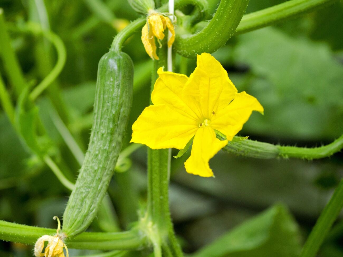 Борна кислота стимулює зав'язі на огірках