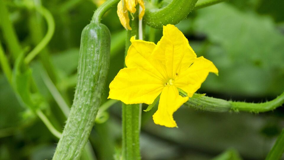 Борна кислота стимулює зав'язі на огірках