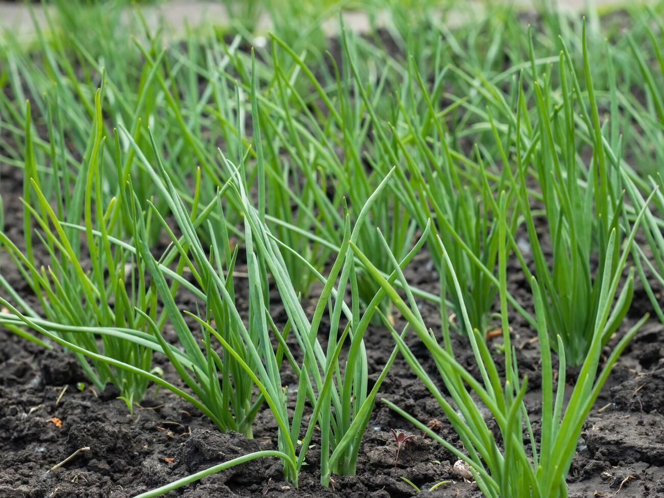 Полейте чеснок раствором с сульфатом калия