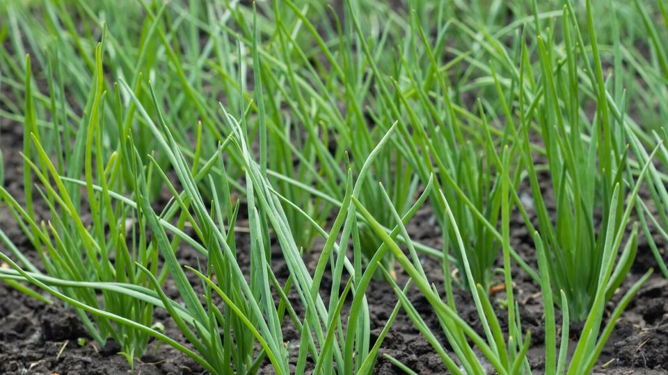 Полейте чеснок раствором с сульфатом калия