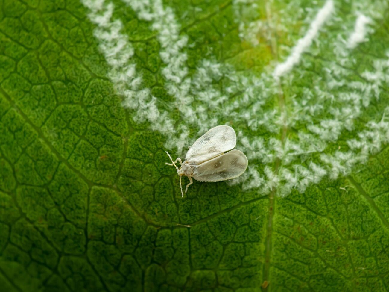 Білокрилку можна знешкодити в екологічний спосіб