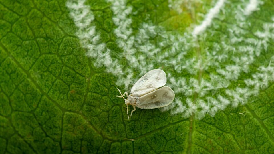 Білокрилку можна знешкодити в екологічний спосіб