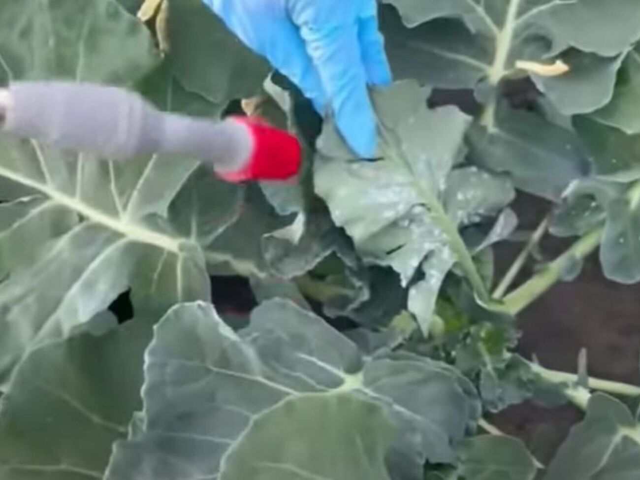 Капусту нужно особенно тщательно обрабатывать с наружной стороны листа
