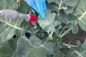 Капусту нужно особенно тщательно обрабатывать с наружной стороны листа