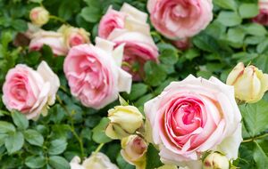 Розы могут цвести дважды за сезон