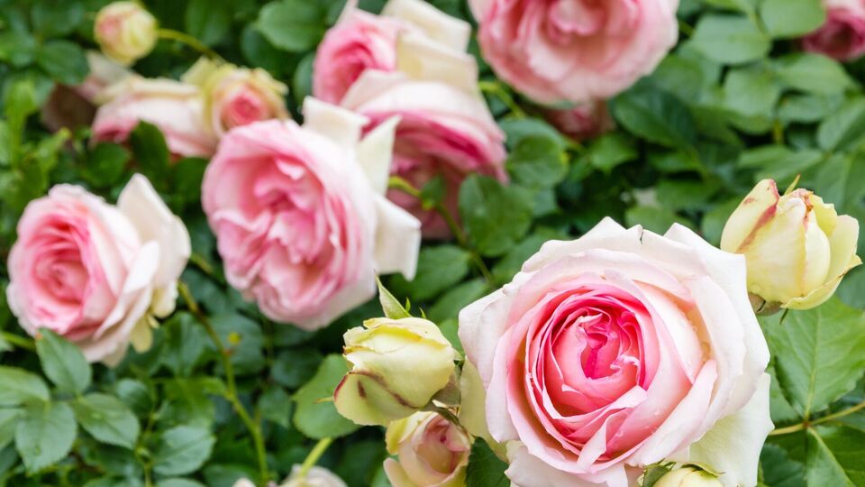 Розы могут цвести дважды за сезон