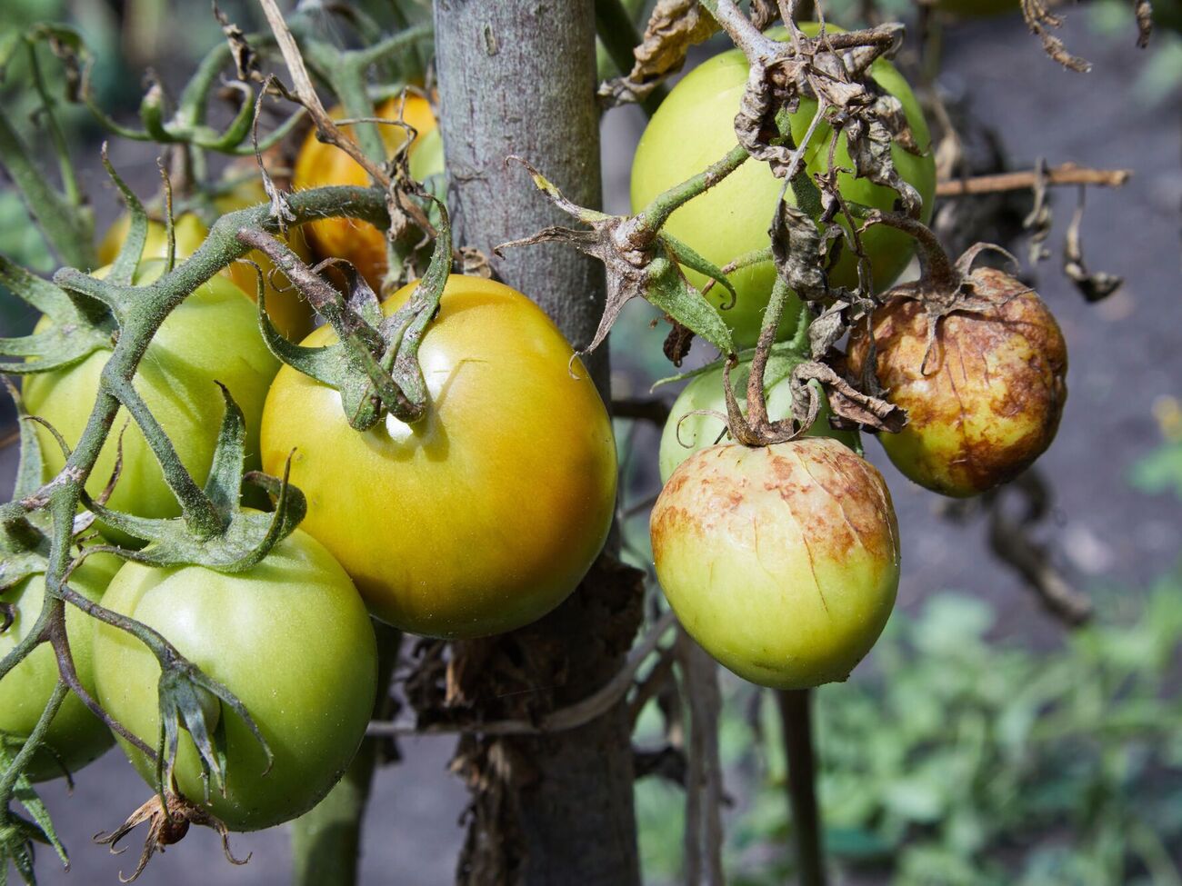 Фитофтороз распространяется воздушно-капельным путем или через почву