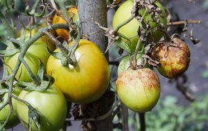 Фітофтороз поширюється в повітряно-крапельний спосіб або через ґрунт