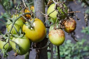 Фитофтороз распространяется воздушно-капельным путем или через почву