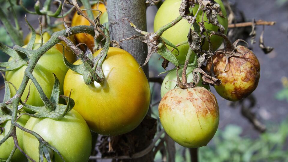 Фитофтороз распространяется воздушно-капельным путем или через почву