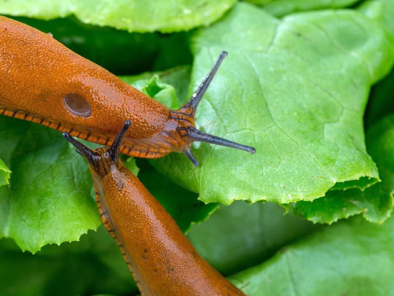 Слимаки можуть з'їсти врожай