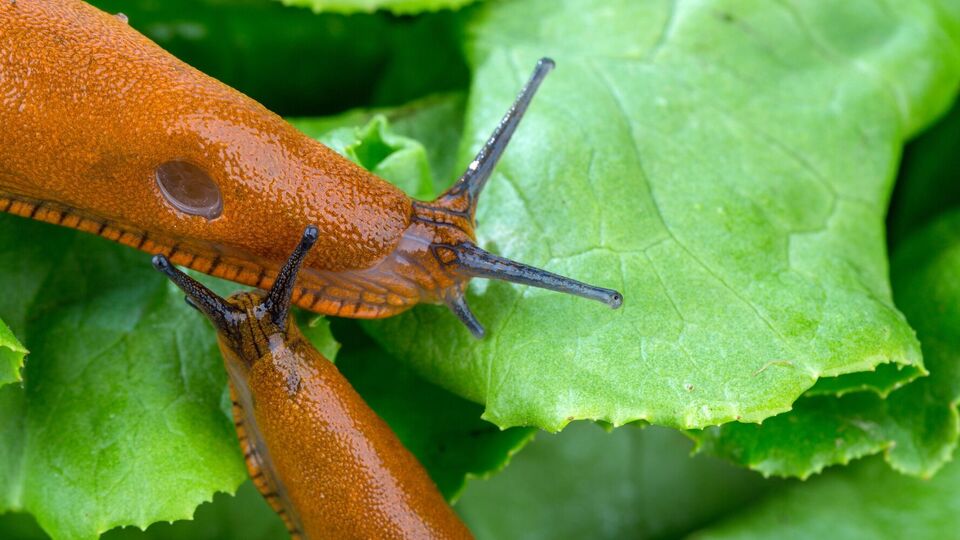 Слимаки можуть з'їсти врожай