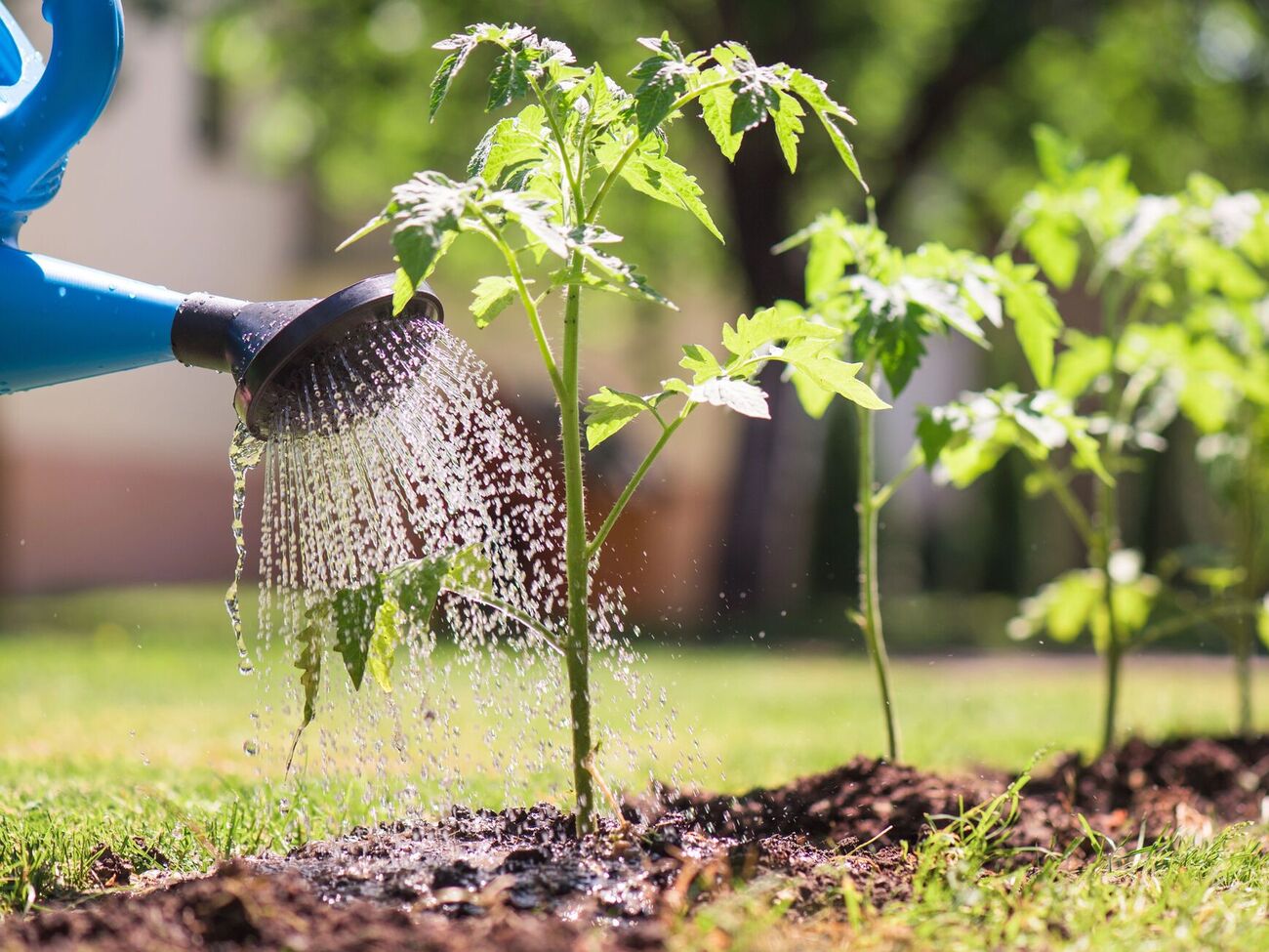 Температура води важлива для отримання щедрого врожаю