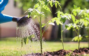 Температура води важлива для отримання щедрого врожаю