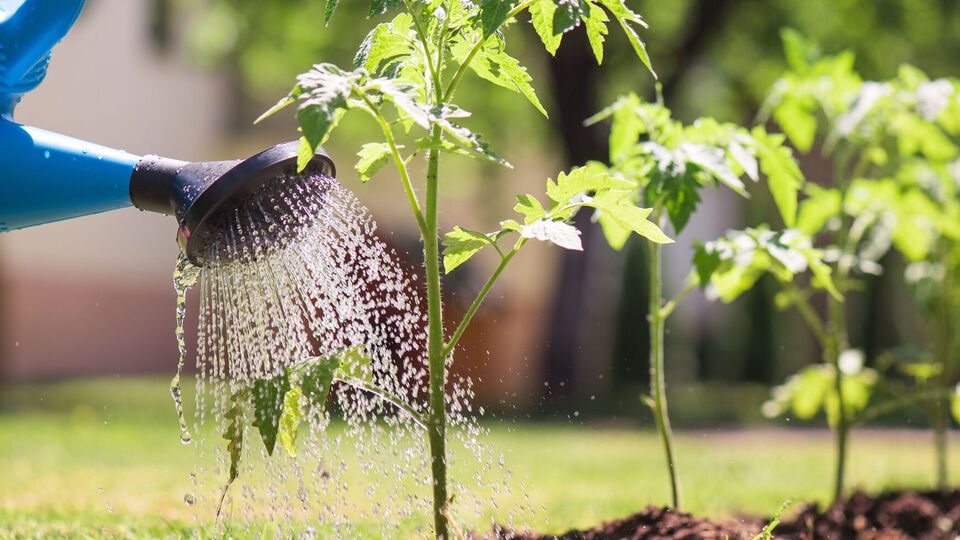 Температура води важлива для отримання щедрого врожаю