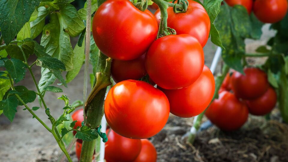 Помидорам нравится эта аптечная подкормка