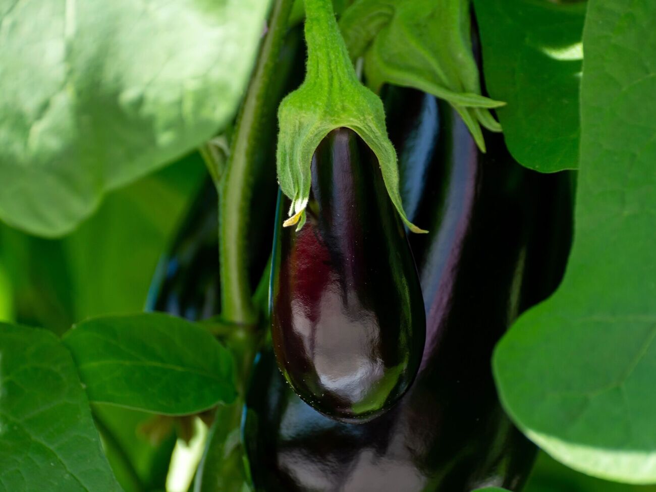 Без подкормки плоды баклажанов могут терять вкусовые качества
