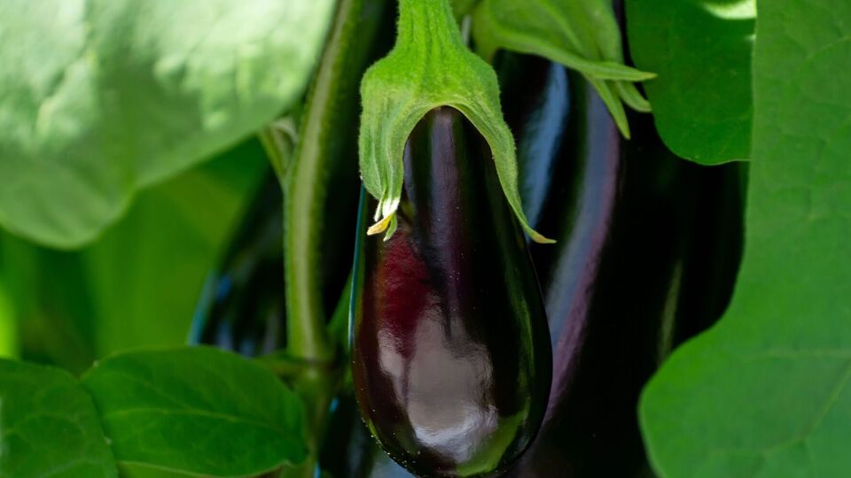 Без подкормки плоды баклажанов могут терять вкусовые качества