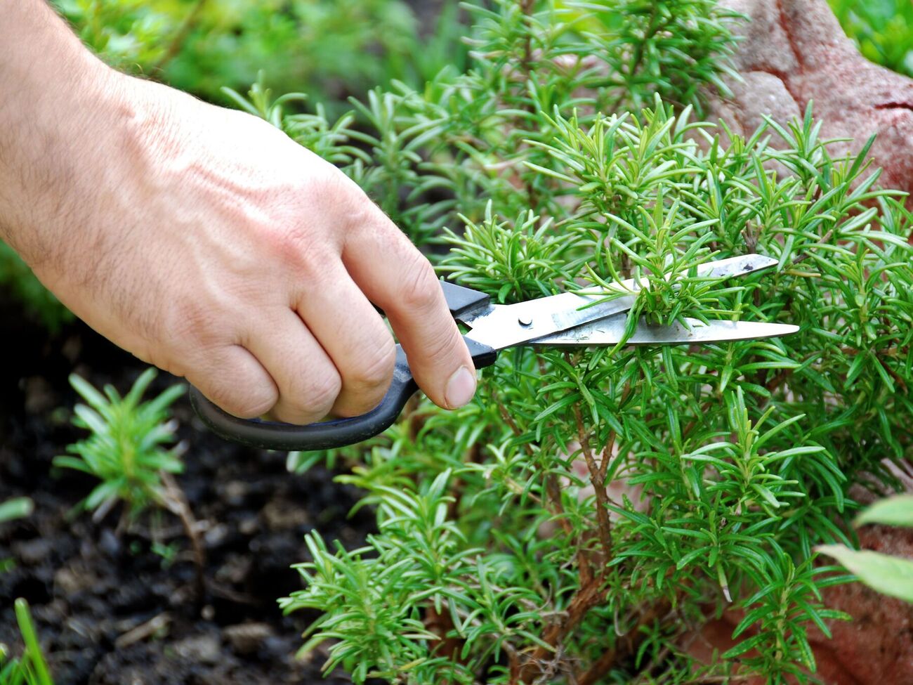 Розмарин очень любит солнечные участки