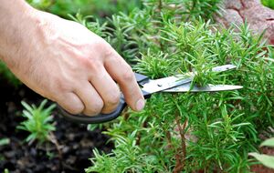 Розмарин очень любит солнечные участки