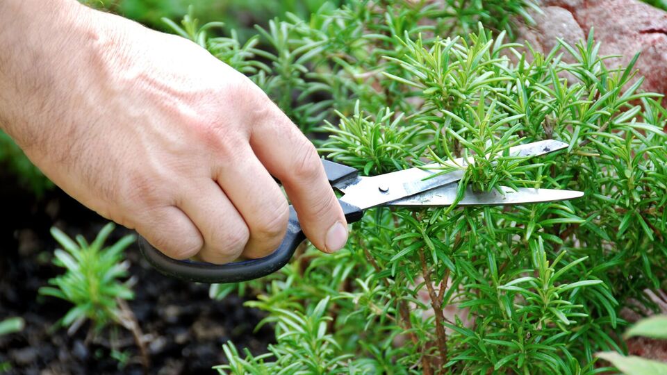 Розмарин очень любит солнечные участки