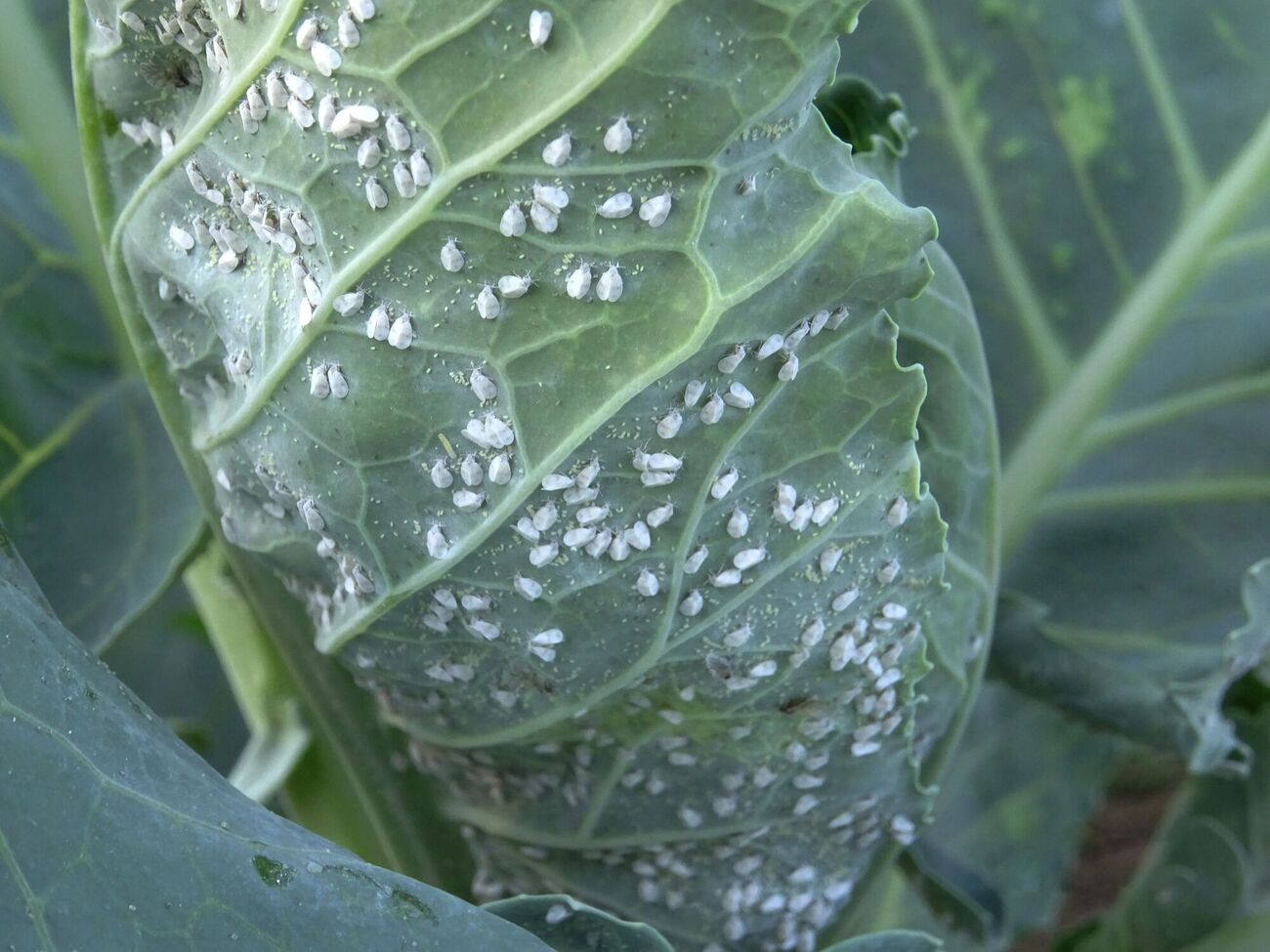 Белый налет и желтые пятна на листьях капусты являются первым признаком того, что на участке завелась белокрылка