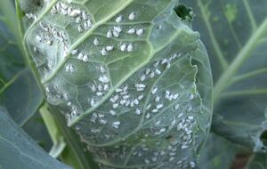 Белый налет и желтые пятна на листьях капусты являются первым признаком того, что на участке завелась белокрылка