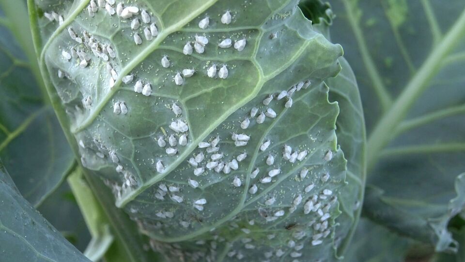 Белый налет и желтые пятна на листьях капусты являются первым признаком того, что на участке завелась белокрылка