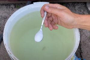 Для підживлення смородини знадобиться монофосфат калію