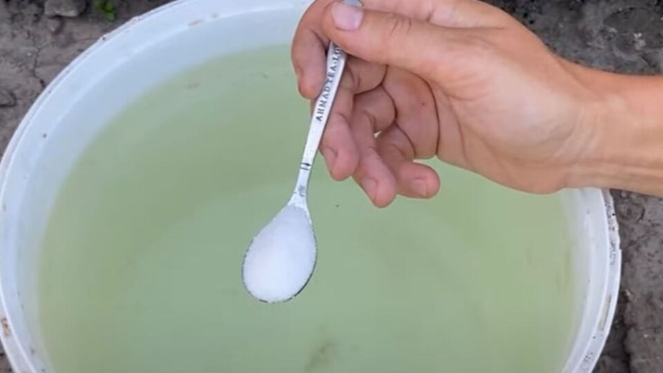 Для підживлення смородини знадобиться монофосфат калію