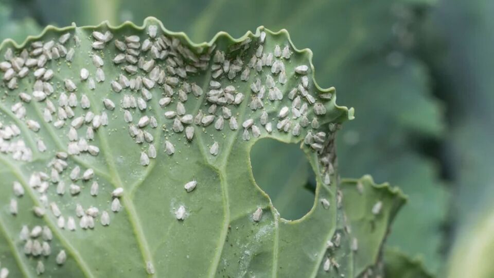 Огородник отметил, что важно покупать препарат в специализированном магазине