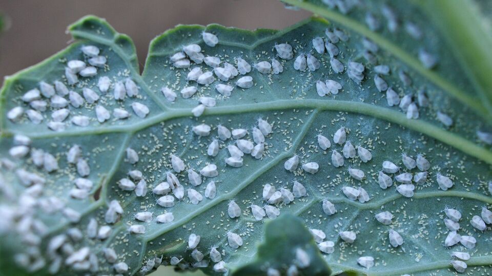 Чтобы белокрылка не перелетела, обрабатывать надо в раннюю пору