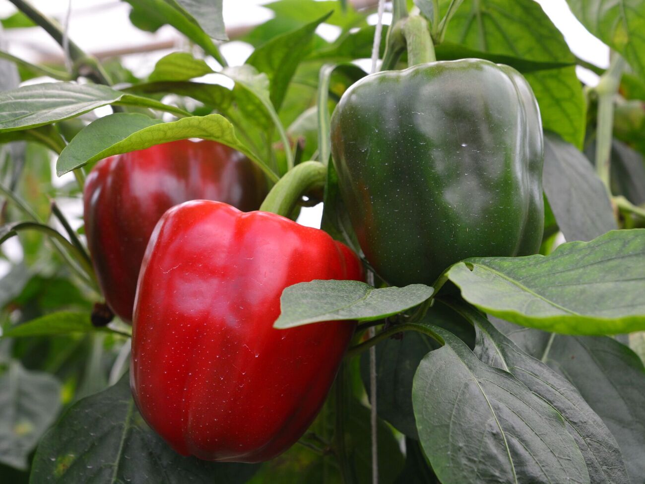 Перець швидко виросте