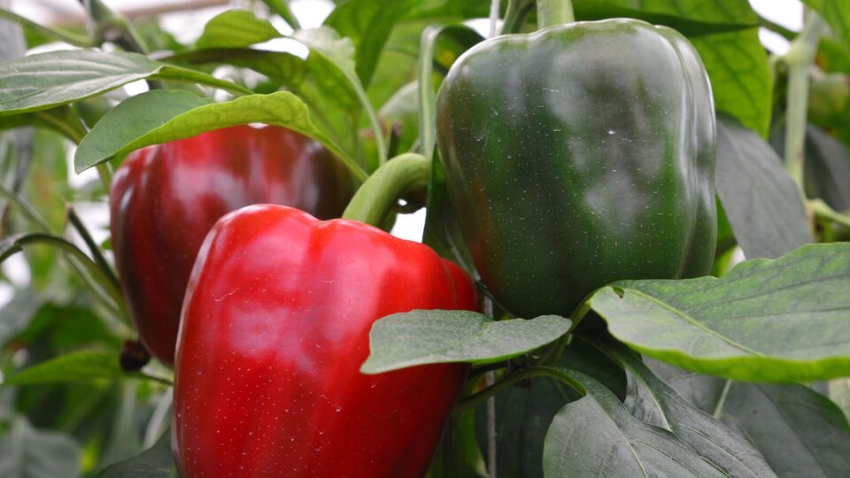 Перець швидко виросте