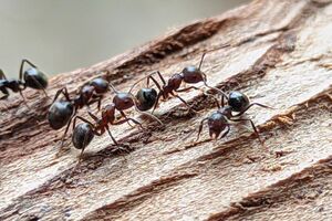 Муравьи не смогут преодолеть препятствие
