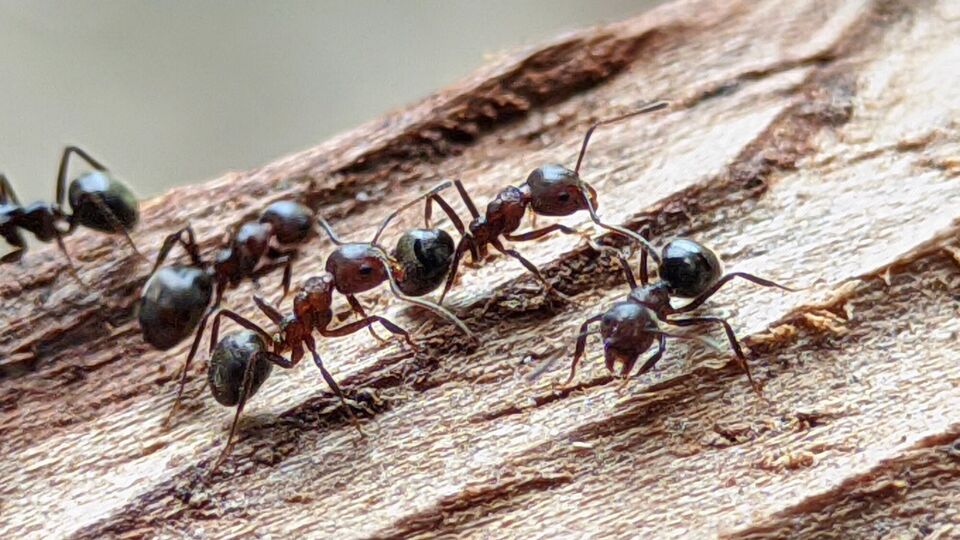 Муравьи не смогут преодолеть препятствие