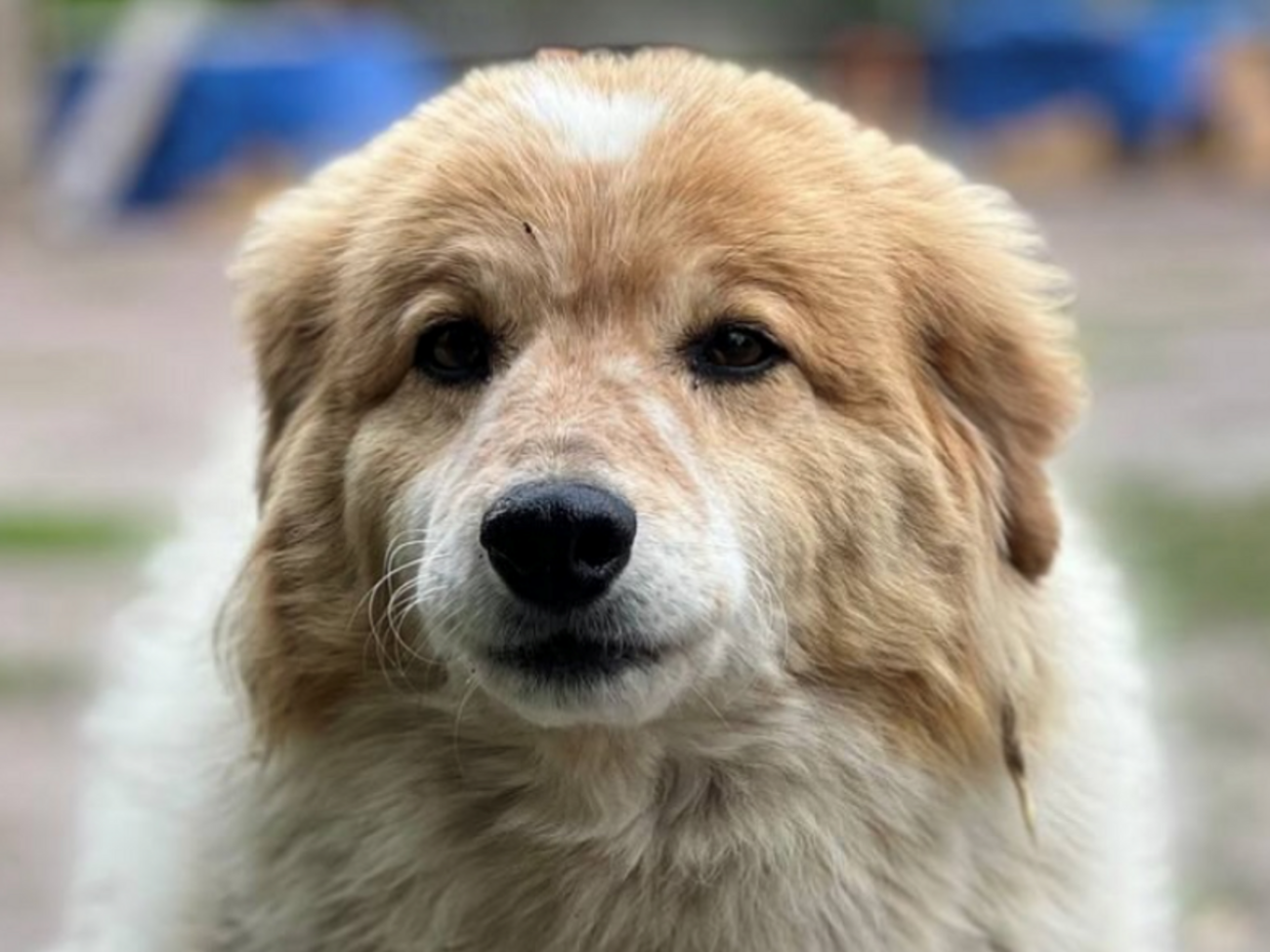 В гостомельском приюте находится около 700 животных