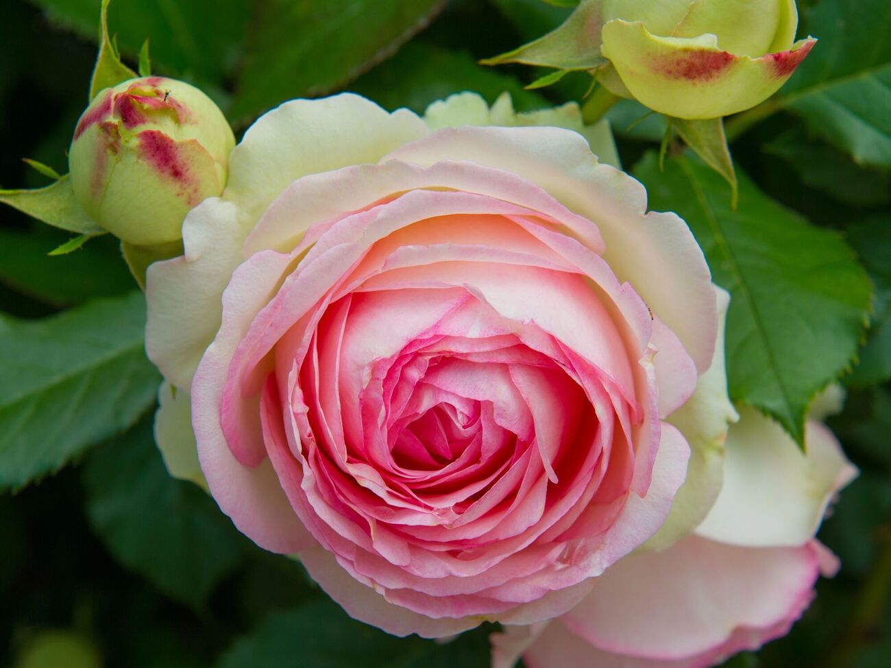 Садівниця винайшла найлегший спосіб боротьби з попелицею