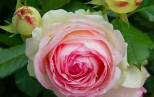 Садівниця винайшла найлегший спосіб боротьби з попелицею