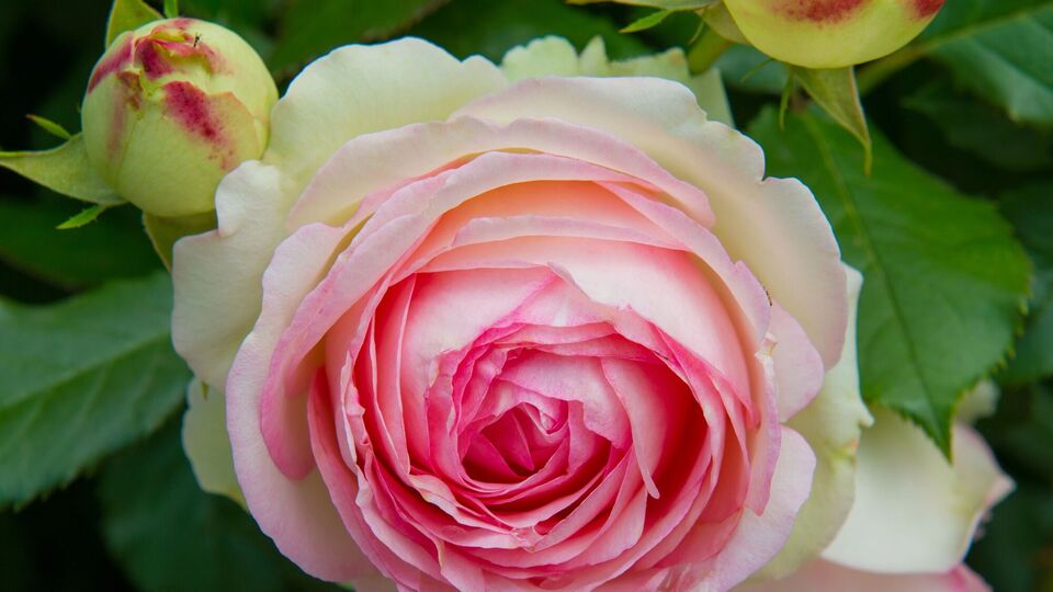 Садовница изобрела самый легкий способ борьбы с тлей