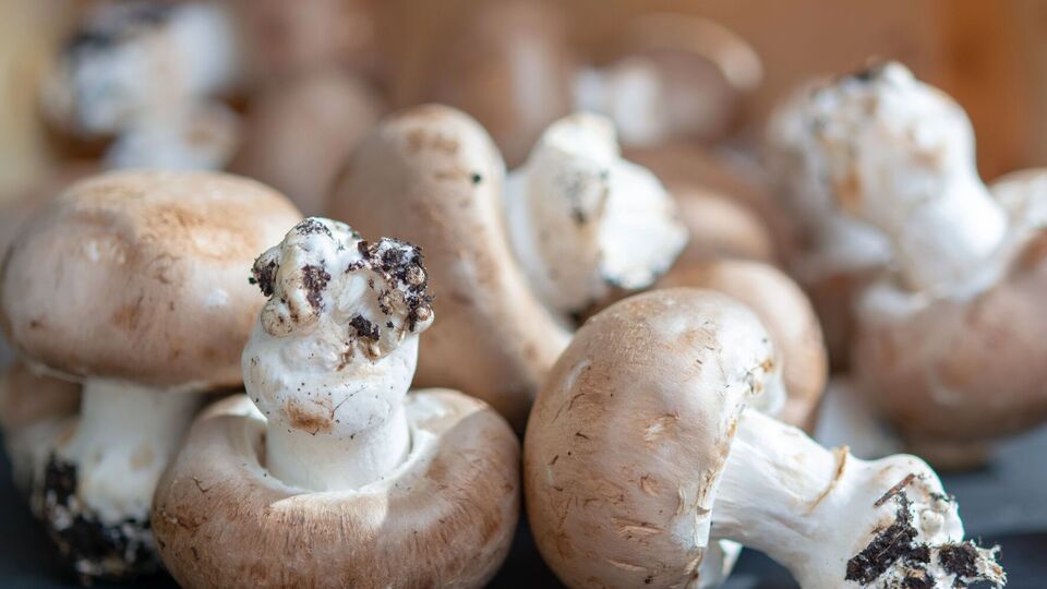 Шампиньоны несложно вырастить в домашних условиях