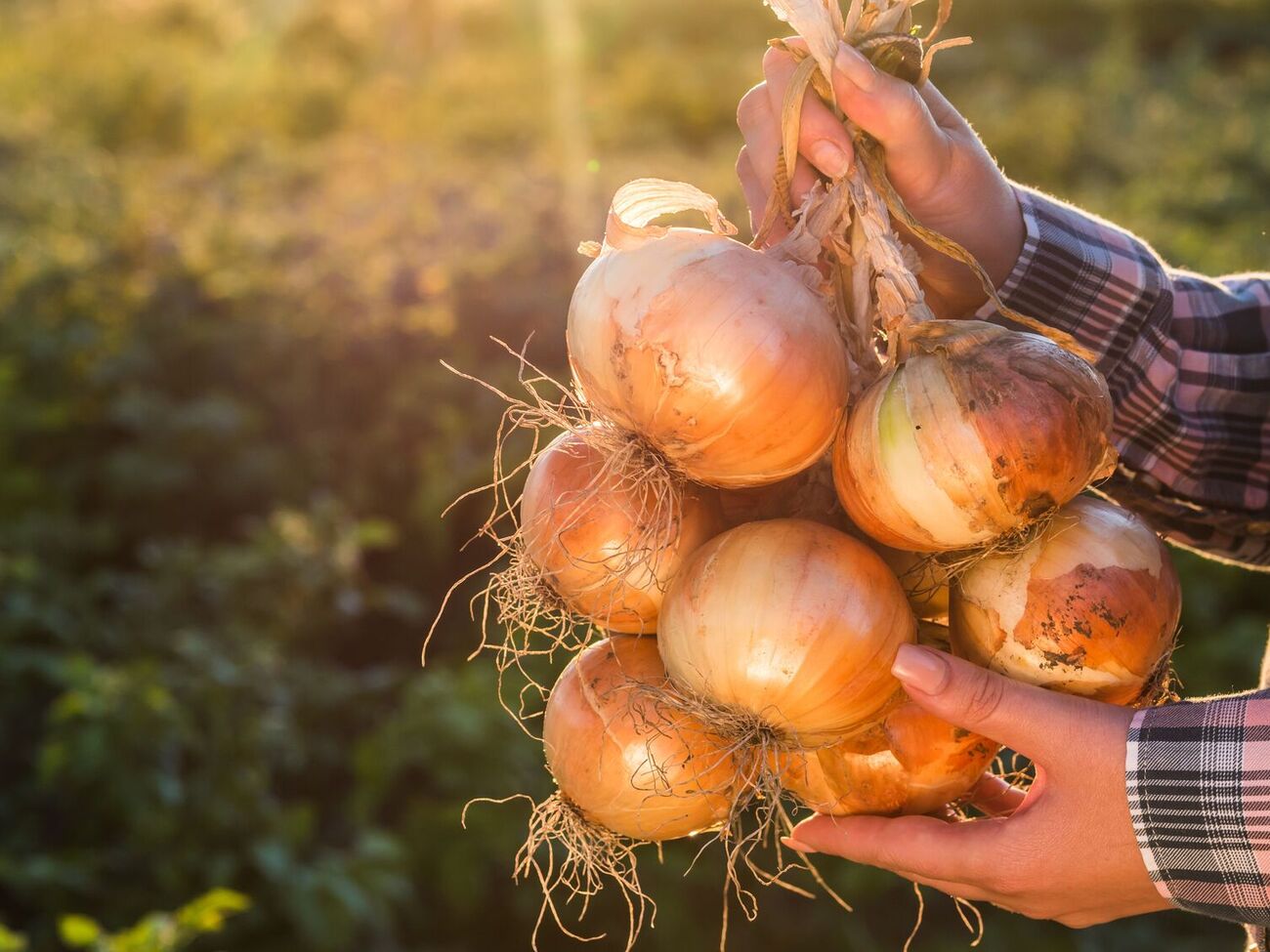 От луковой мухи хорошо помогает аммиачный раствор