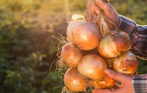 От луковой мухи хорошо помогает аммиачный раствор