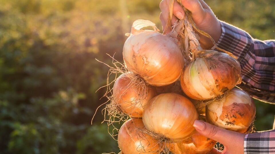 От луковой мухи хорошо помогает аммиачный раствор