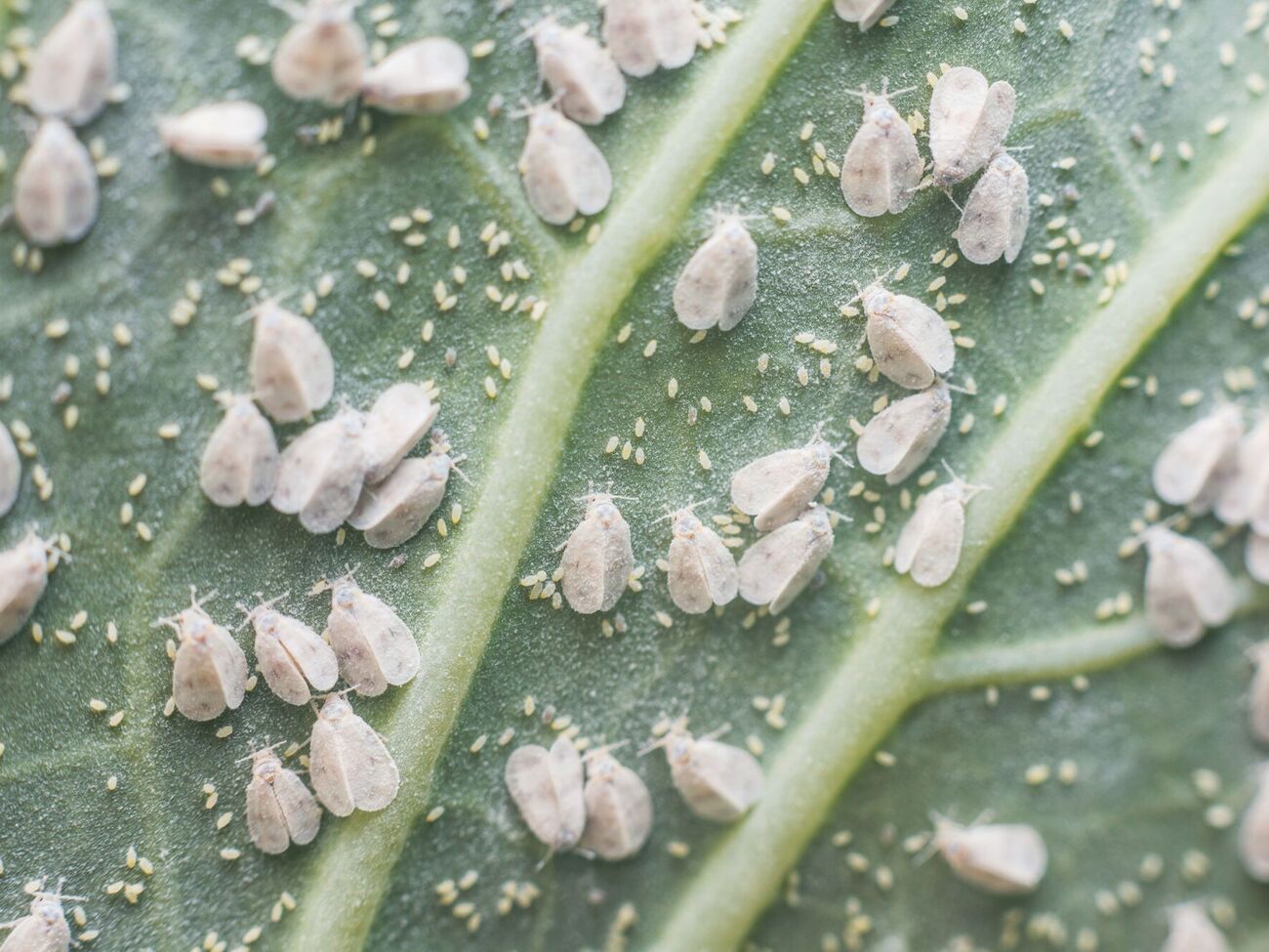 Белокрылка может испортить урожай