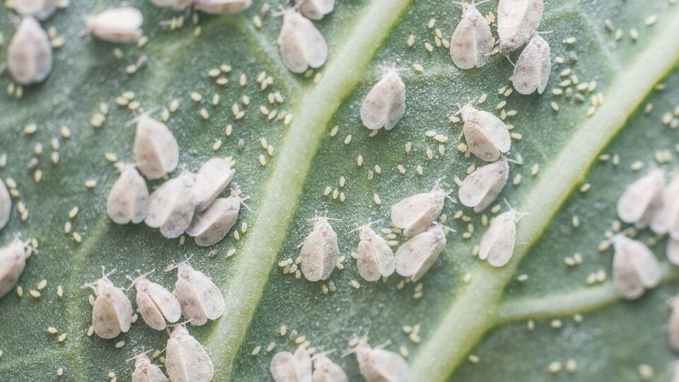 Белокрылка может испортить урожай