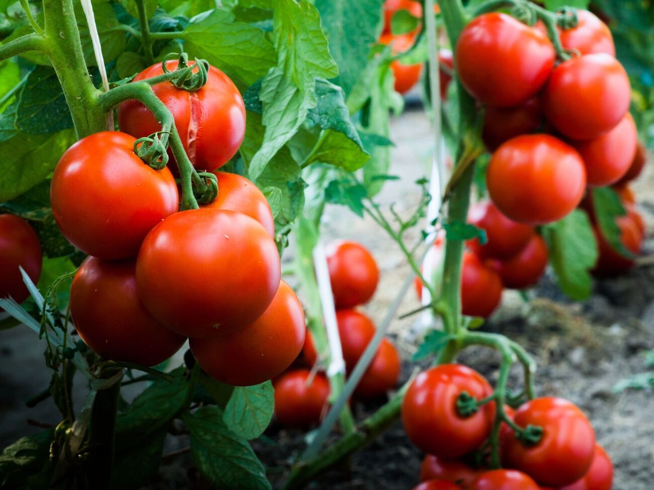 Огородник не советует пользоваться препаратом "Ридомил Голд R"